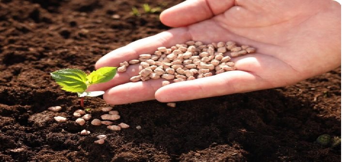 SOPA’s Soybean Sowing Area Figures Exceed Government Estimates