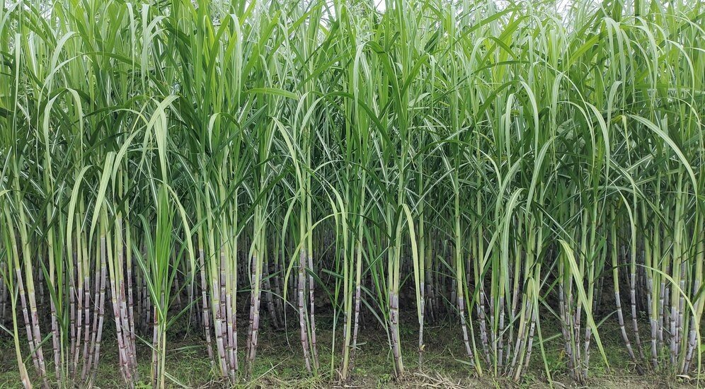 News Capsule: Sugarcane Crop Weather Concerns Rise, Maharashtra and Karnataka in Focus