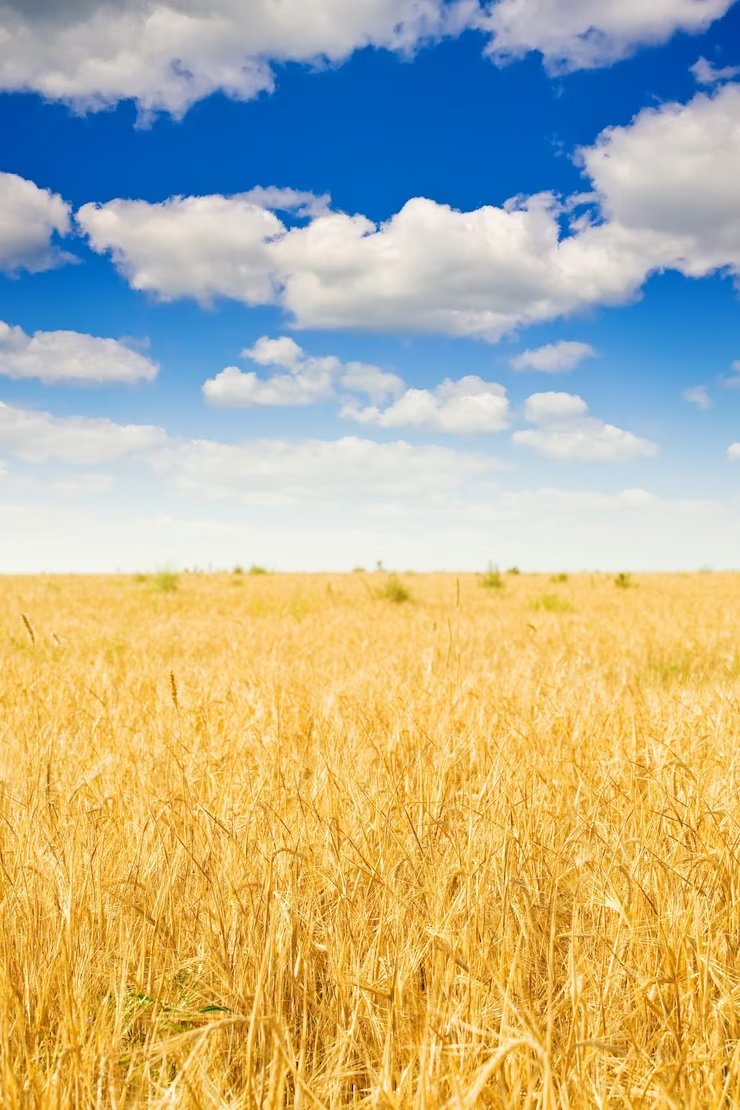 Likely Sharp Decline in Global Wheat Production