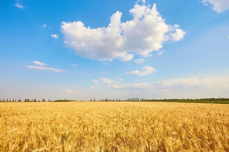 Wheat International Market