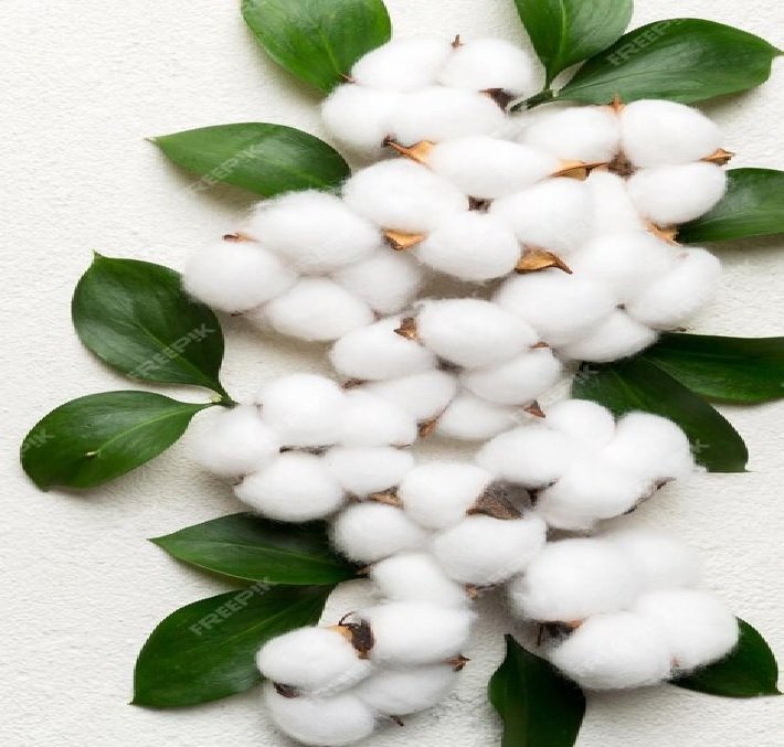 Cotton International Market