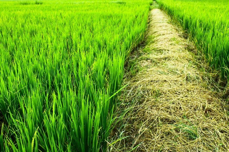 General Sowing Status of Kharif Crops