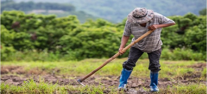 Ambitious Production Targets Set for Upcoming Rabi Season Crops