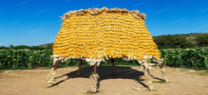 मक्का अंतरराष्ट्रीय समाचार