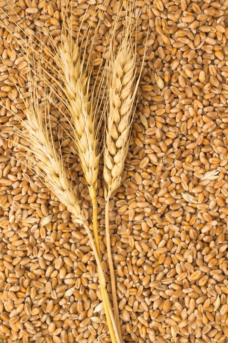 Imports of Indian wheat into Bangladesh begin as global market prices rise