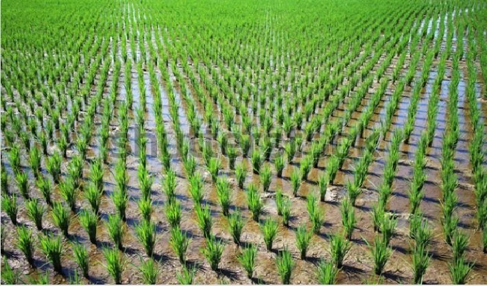 Target Set for Procurement of 719.50 Lakh Tonnes of Paddy in Kharif Season