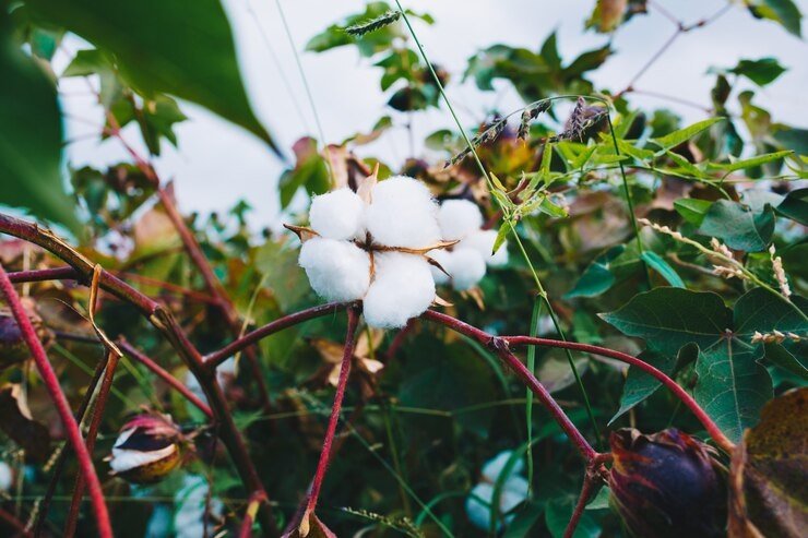 Cotton International News