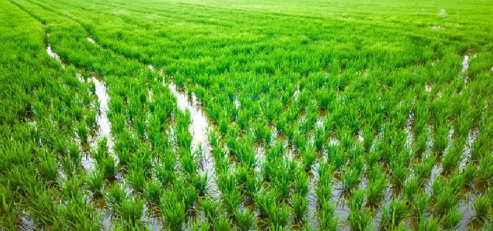प्रमुख उत्पादक राज्यों में धान की खरीद के लक्ष्य में बदलाव