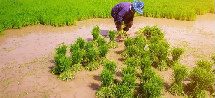 Revision of Paddy Procurement Targets in Major Producing States