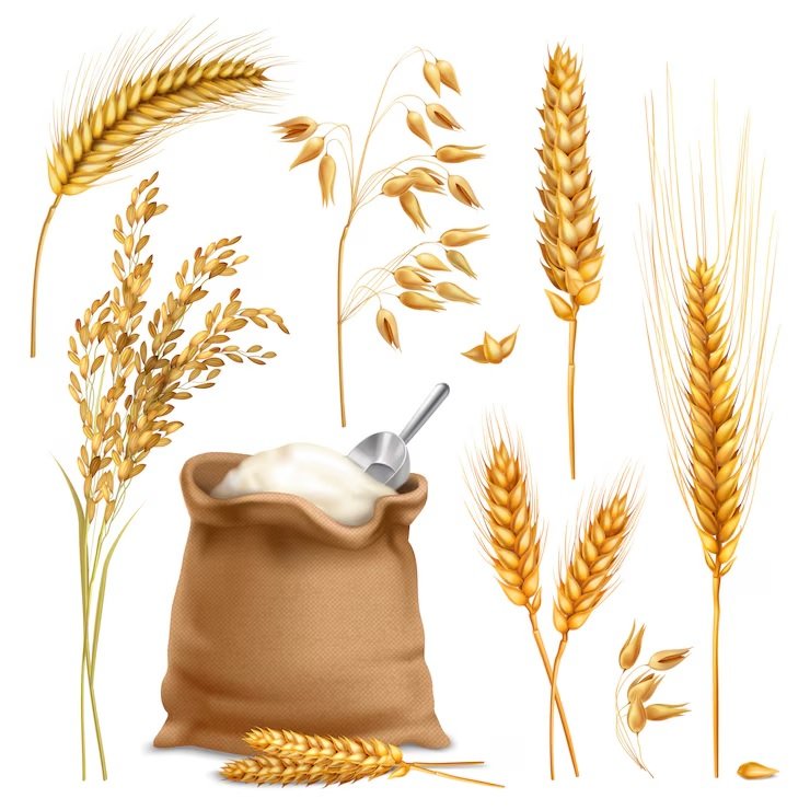 Attractive Offer Price for Indian Wheat to Bangladesh