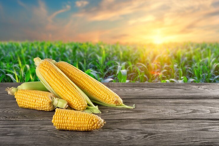 Corn International News