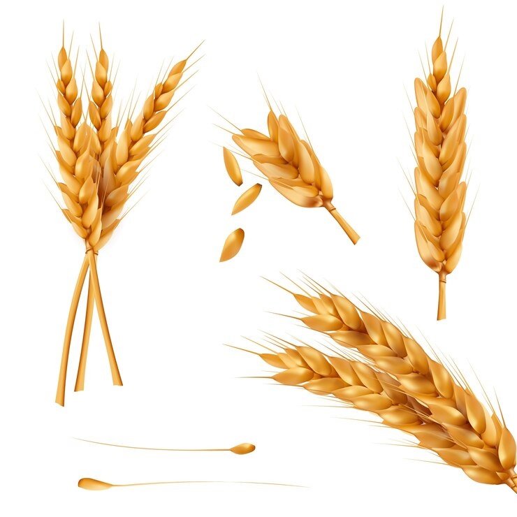 Weekly Review – Wheat
