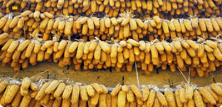 India's Maize Production Likely to Drop by 32 Percent