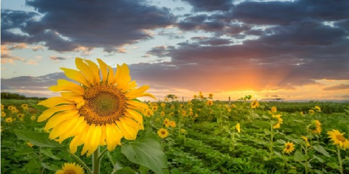 सूरजमुखी तेल पर आयात शुल्क में ज्यादा कटौती