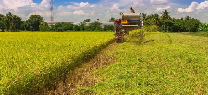 Kharif Crop Acreage in Andhra Pradesh Lags Behind Last Year