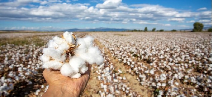 Cotton International News