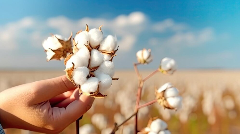 विभिन्न राज्यों में कपास के बिजाई क्षेत्र में मिश्रित रुख