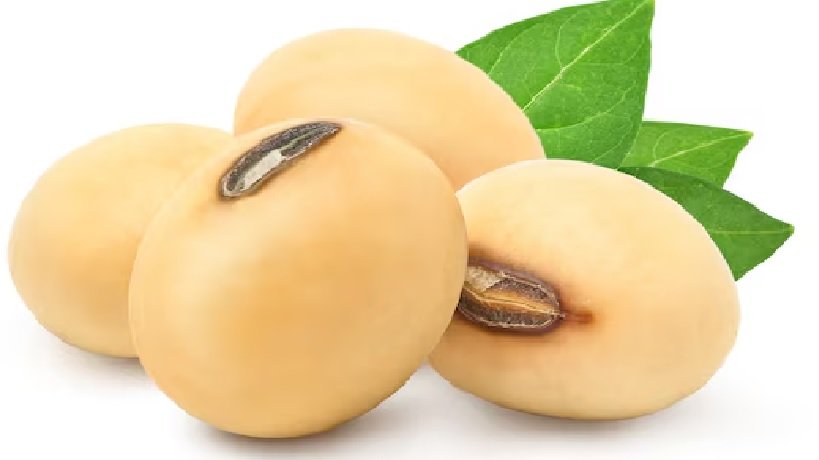 Soybean International News