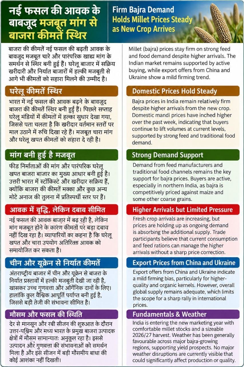 बाजरा की कीमतें स्थिर/Millet Price Steady