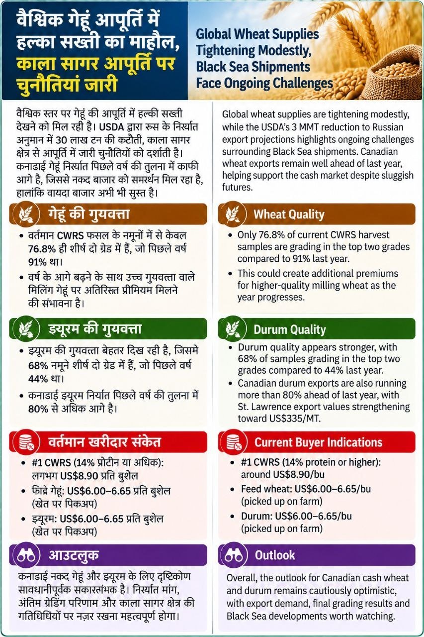 वैश्विक गेहूं आपूर्ति में हल्का सख्ती का माहौल