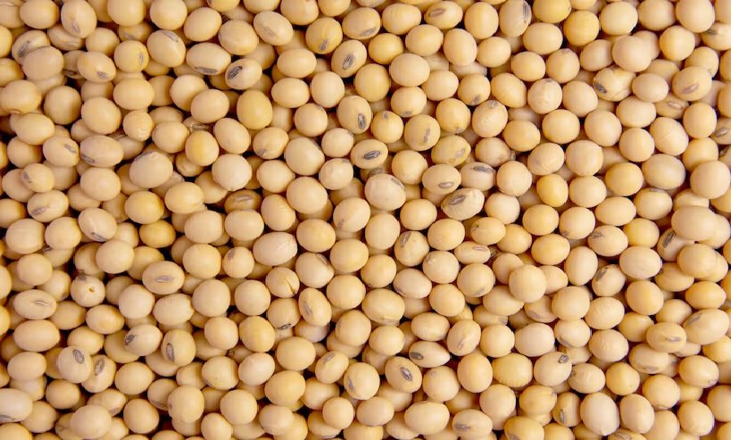 International Soybean News