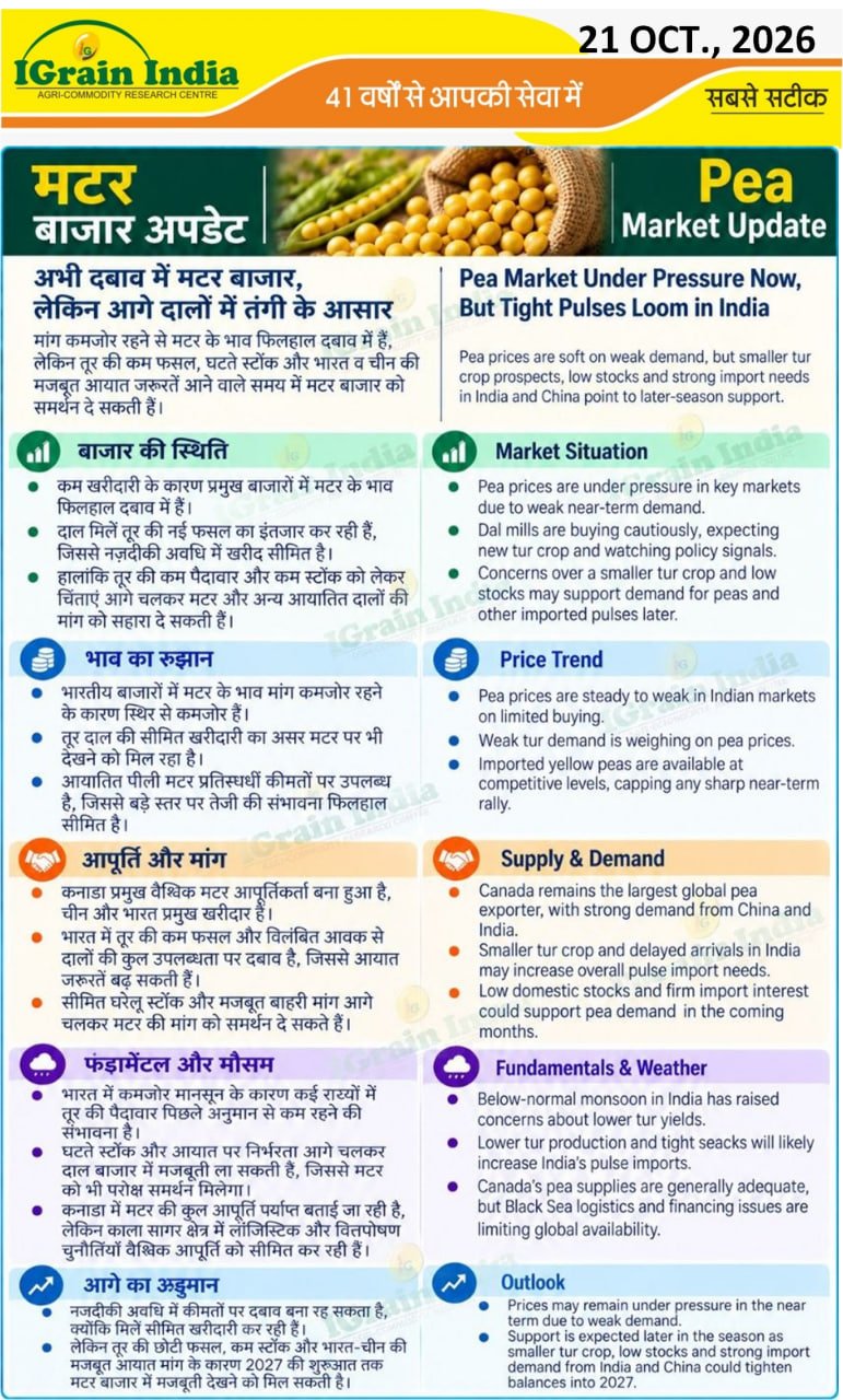 मटर बाजार अपडेट/MATAR MARKET UPDATE
