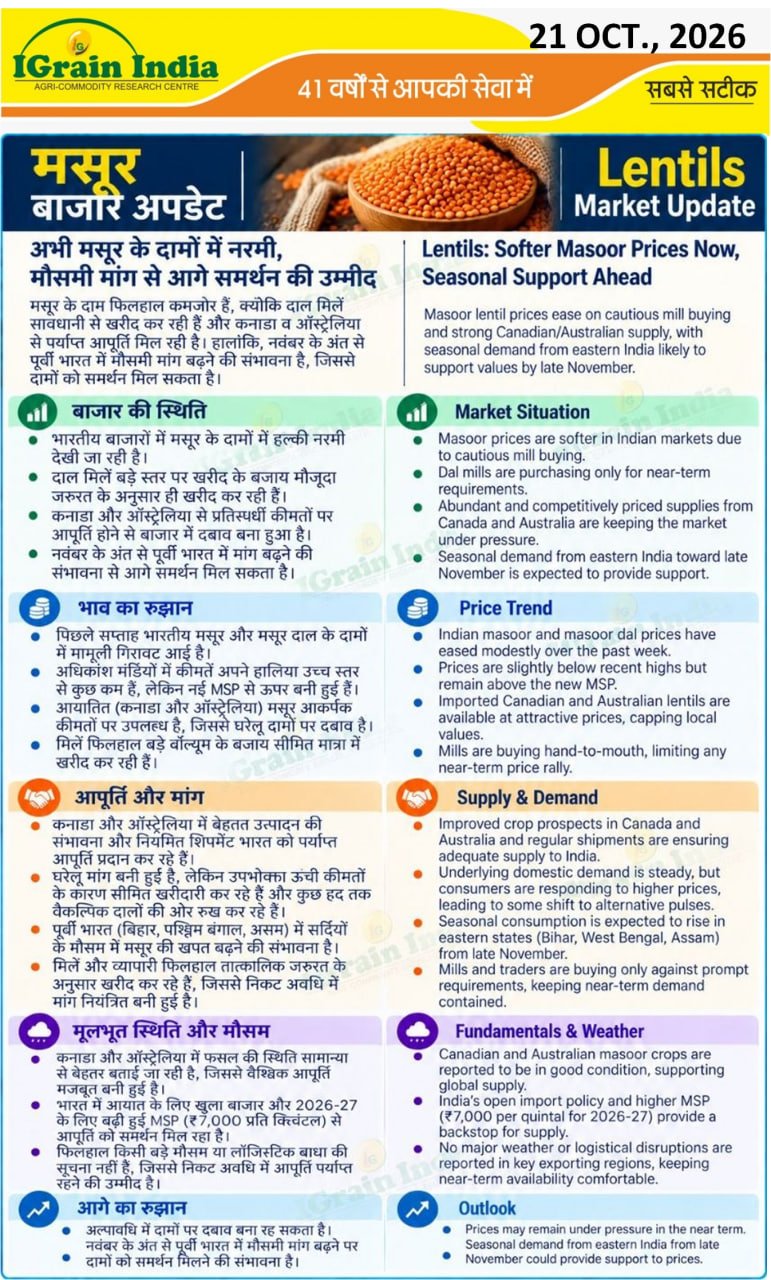 मसूर बाजार अपडेट/MASUR MARKET UPDATE