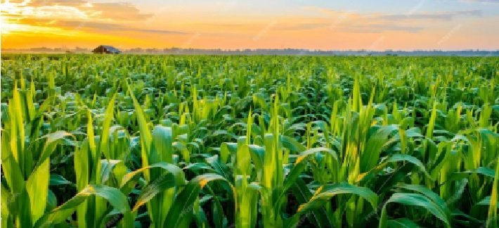 Brazil’s Corn Production Projected to Reach 148 Million Tonnes