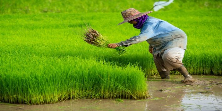 तमिलनाडु में दूर-दूर तक भारी वर्षा होने से खेतों में पानी भरा