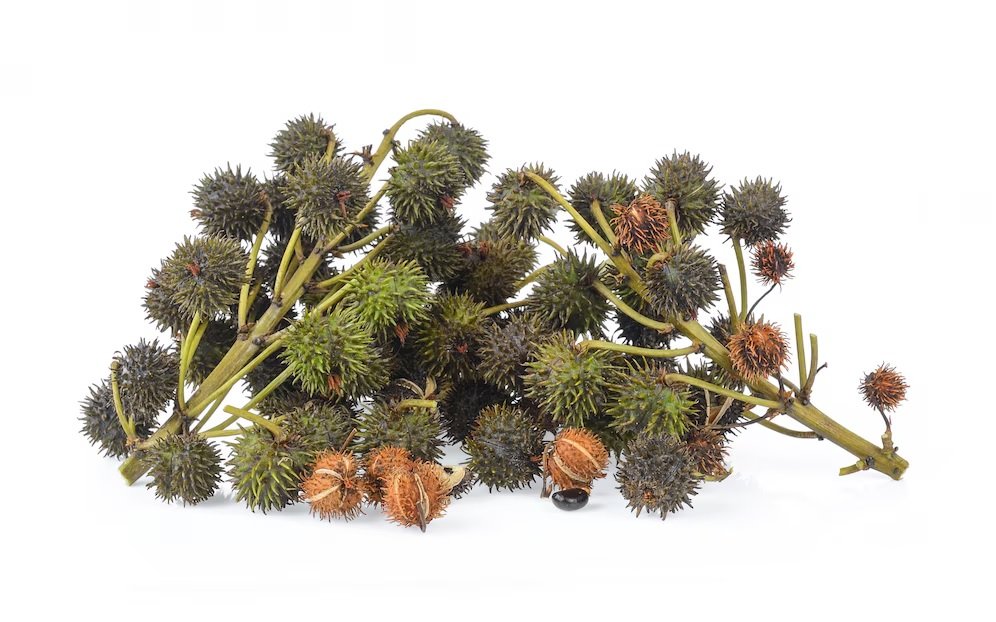 Castor Oil Exports Reach Approximately 5.60 Lakh Tonnes in Nine Months