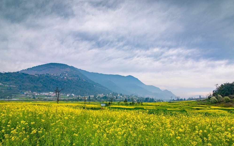 सरसों का बिजाई क्षेत्र और उत्पादन बढ़ने की उम्मीद