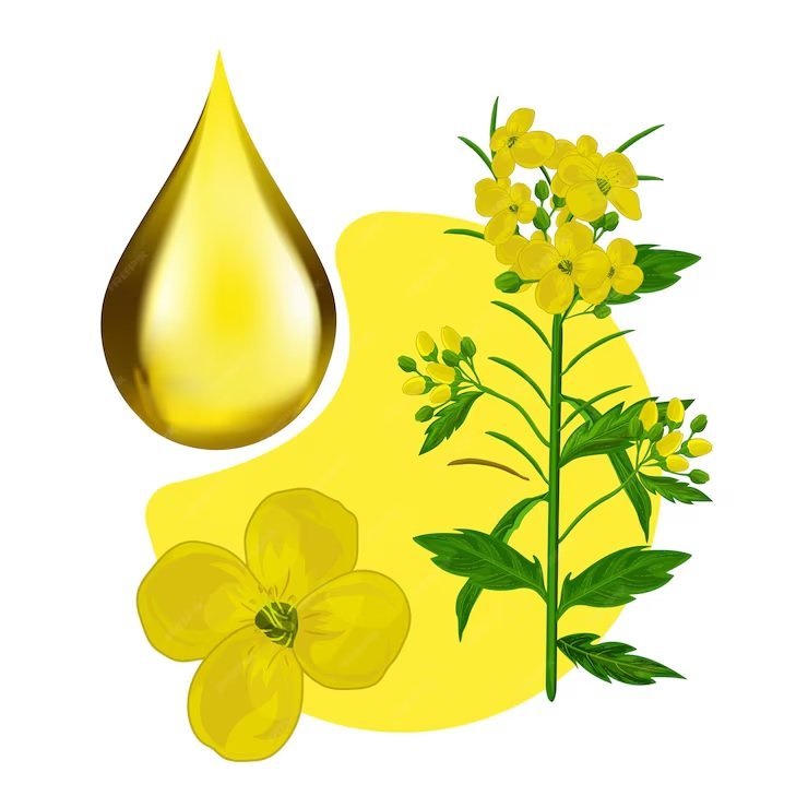 Expectations of an Increase in Mustard Sowing Area and Production