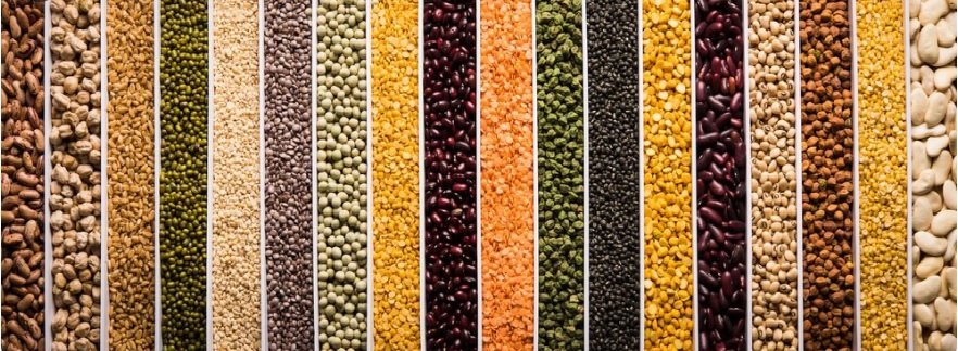 Harvesting of Pulse Crops Nearing Completion in Saskatchewan