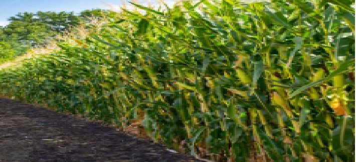 Uncertainty Surrounds Potential Increase in Rabi Maize Sowing Area