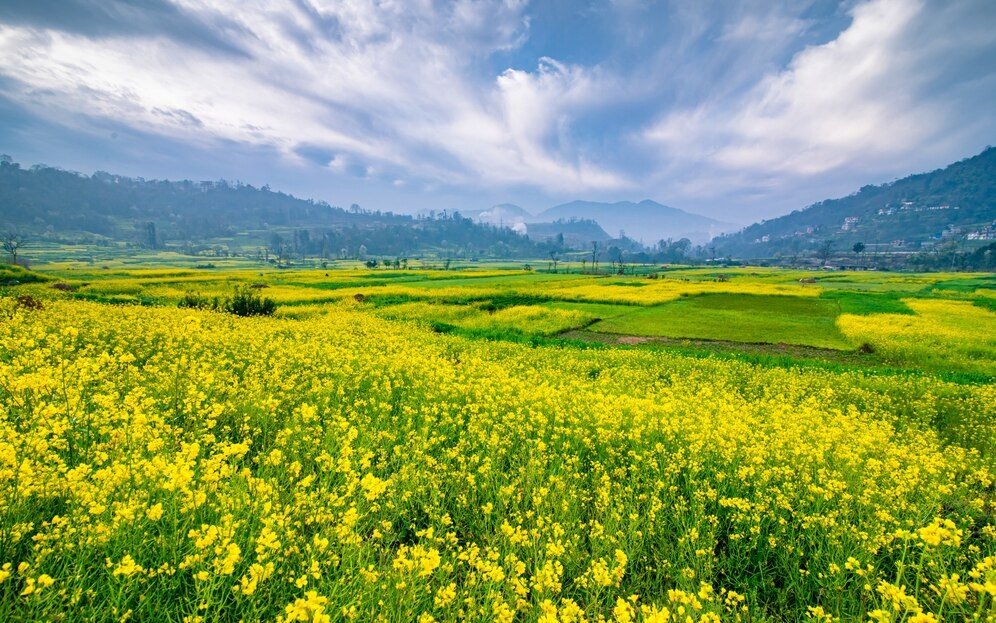 Increase in Minimum Support Price and High Market Prices Likely to Boost Mustard Acreage