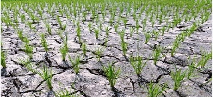 Four Districts in Gujarat Declared Drought-Affected