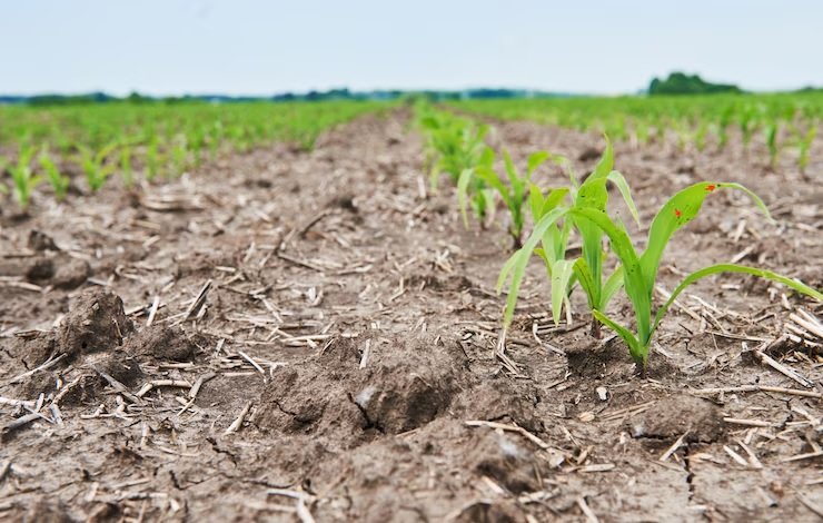 Global Production of Various Commodities Likely to be Affected by El Niño